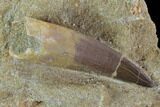 Fossil Plesiosaur (Zarafasaura) Tooth In Rock - Morocco #95104-1